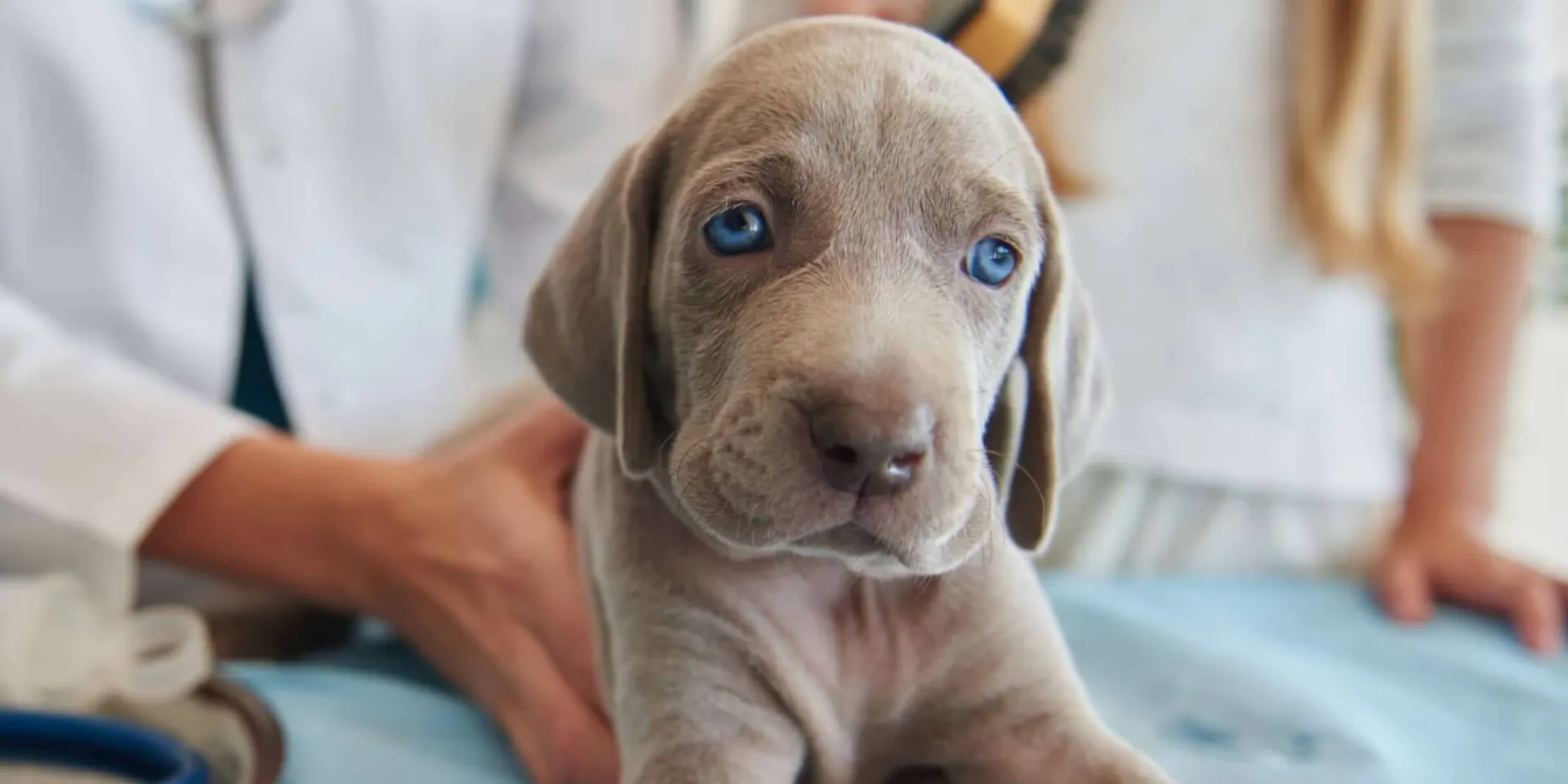 Vet1.lt el. parduotuvė ir veterinarijos paslaugos
